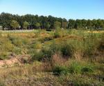 Fieldvisit sept 2013 - vegetation grows on rabatten - credit by Antal Zuurman