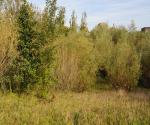 Fieldvisit sept 2017 - vegetation grows on rabatten - credit by Antal Zuurman